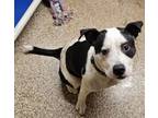 Adopt Domino a Pit Bull Terrier
