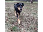 Adopt Jerry a Miniature Pinscher, Cardigan Welsh Corgi