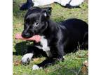 Adopt Magneto a Labrador Retriever, Rottweiler