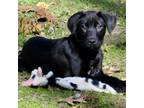Adopt Thunderbird a Labrador Retriever, Rottweiler