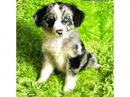 Miniature Australian Shepherd Puppy for sale in Reagan, TN, USA