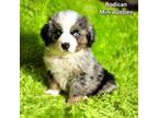 Miniature Australian Shepherd Puppy for sale in Reagan, TN, USA