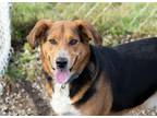 Adopt Cooper a Black and Tan Coonhound