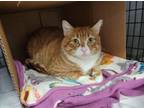 Adopt Oscar Mayer a Domestic Short Hair