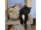 Adopt Aaron - Claremont Location *Bonded with Adam* a Domestic Short Hair