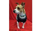Adopt OZZY a Beagle, Jack Russell Terrier