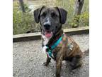 Adopt Matty a Labrador Retriever, Plott Hound