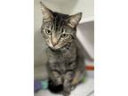 Adopt Joey a Domestic Short Hair