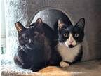 Adopt CARLY & SIMON - Teen Pair Offered By Owner a Domestic Short Hair