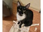 Adopt Jack (sweet boy) low fee a Domestic Short Hair