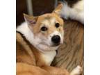 Adopt Jax a Jindo, Shetland Sheepdog / Sheltie