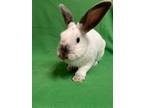 Adopt Wild Bill a Bunny Rabbit