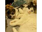 Adopt Peanut and Petunia a Tabby, Domestic Medium Hair