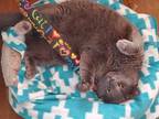Adopt Mr. Gray FIV + INDOOR ONLY a Russian Blue, Domestic Short Hair