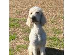 Adopt Claus a Standard Poodle, Golden Retriever