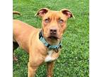 Adopt Johnny a Pit Bull Terrier, American Staffordshire Terrier