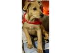 Adopt Sting a Mixed Breed