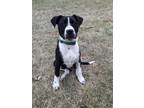 Adopt Gale Lumineer a Pit Bull Terrier, Husky