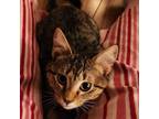 Adopt Sugar a Domestic Short Hair