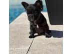 French Bulldog Puppy for sale in Melissa, TX, USA