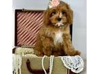 Cavapoo Puppy for sale in Melissa, TX, USA
