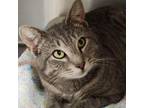 Adopt Dunkin a Domestic Short Hair