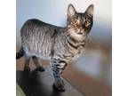 Adopt Midas a American Shorthair