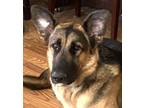 Adopt Sawyer a German Shepherd Dog, Labrador Retriever