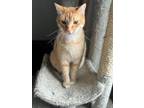 Adopt Charlie a Domestic Short Hair