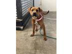 Adopt Chef a Black Mouth Cur