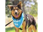 Adopt TOBY a Australian Cattle Dog / Blue Heeler, Mixed Breed