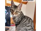 Adopt Buster a Domestic Short Hair