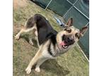 Adopt Jimothy a German Shepherd Dog