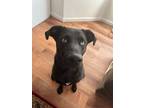 Adopt Raven -- Courtesy Post a Greyhound, Labrador Retriever