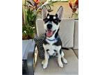 Adopt Armani a Siberian Husky, American Staffordshire Terrier