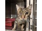 Adopt Dallas a Domestic Short Hair