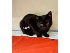 Adopt Coal a Domestic Short Hair