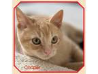 Adopt Cuddly Cooper a Tabby
