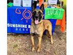 Adopt Wesson a Belgian Shepherd / Malinois