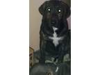 Adopt Merlin a Plott Hound, German Shepherd Dog