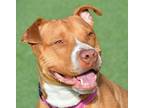 Adopt Neo a Pit Bull Terrier, Mixed Breed