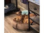 Adopt Vernon a Yorkshire Terrier