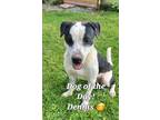 Adopt Dennis a Pit Bull Terrier