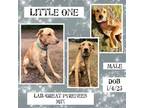 Adopt Little One a Great Pyrenees, Labrador Retriever