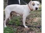 Adopt Petee a Hound