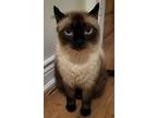 Adopt Humphrey a Siamese