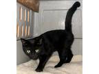 Adopt Panther Moon a Bombay, Domestic Short Hair
