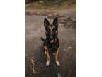 Adopt Lancaster a German Shepherd Dog