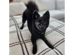 Adopt Frisbee a Pomeranian