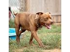 Adopt Chad a Brown/Chocolate Pit Bull Terrier / Mixed dog in Sand Springs